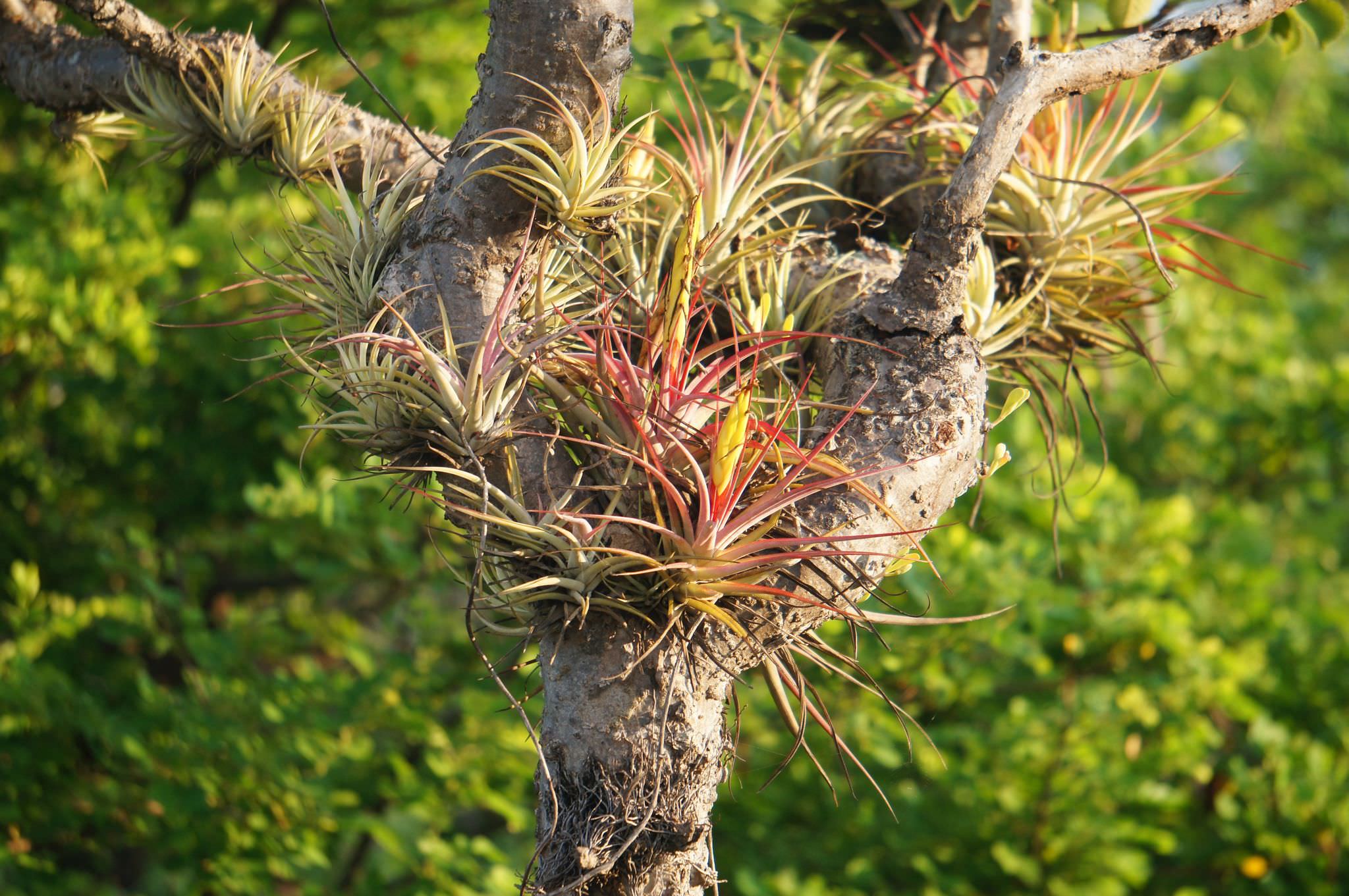 Tillandsia palmasolana 